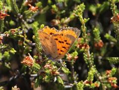 Chrysoritis chrysaor