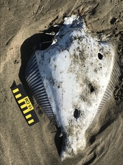 Paralichthys californicus