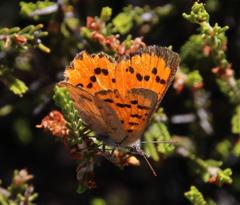 Chrysoritis chrysaor