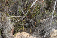 Protea scolopendriifolia