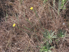 Hypochaeris radicata