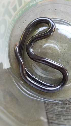 Honduras Worm Snake