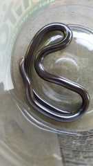 Amerotyphlops tycherus