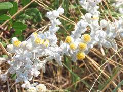 Achillea maritima