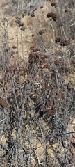 Eriogonum fasciculatum fasciculatum