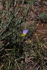 Lotononis azureoides