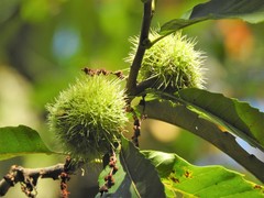 Castanea sativa