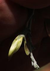 Lotononis azureoides