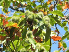 Castanea sativa