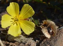 Tribulus cristatus