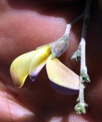 Lotononis azureoides