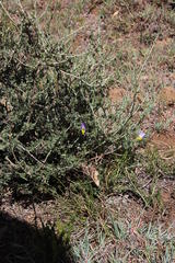 Lotononis azureoides