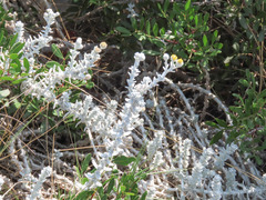 Achillea maritima