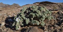 Monsonia multifida