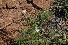 Jamesbrittenia tysonii