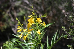 Tecoma stans angustata