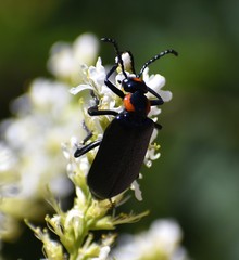 Lytta cribrata