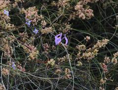 Moraea tripetala tripetala