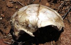 Papio ursinus ursinus