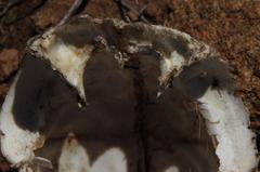 Papio ursinus ursinus