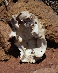 Papio ursinus ursinus