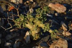 Pelargonium klinghardtense