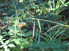 Carex pendula