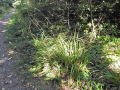 Carex pendula