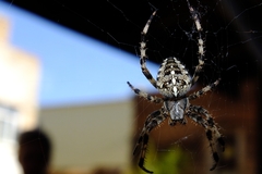Araneus diadematus