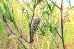 Melanoplus plebejus