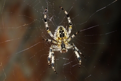 Araneus diadematus
