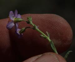 Chaenostoma halimifolium