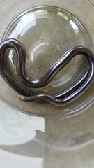 Amerotyphlops tycherus