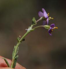 Chaenostoma halimifolium