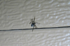 Euryopis funebris