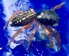 Metacyrba taeniola similis