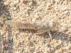 Sphingonotus personatus