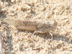 Sphingonotus personatus