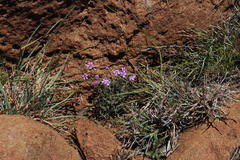 Chaenostoma halimifolium