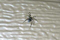 Euryopis funebris