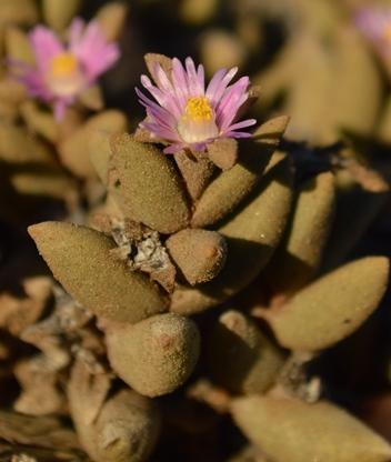 Psammophora modesta 2