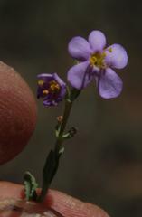 Chaenostoma halimifolium