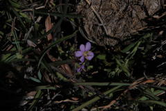 Chaenostoma halimifolium
