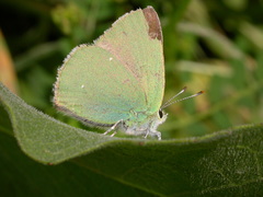 Callophrys