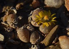 Lithops herrei