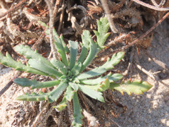 Plantago macrorhiza