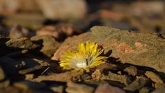 Lithops herrei
