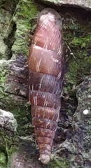 Alinda biplicata