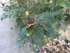 Orthetrum villosovittatum