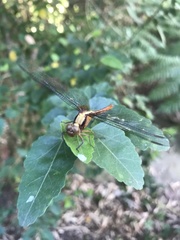 Orthetrum villosovittatum